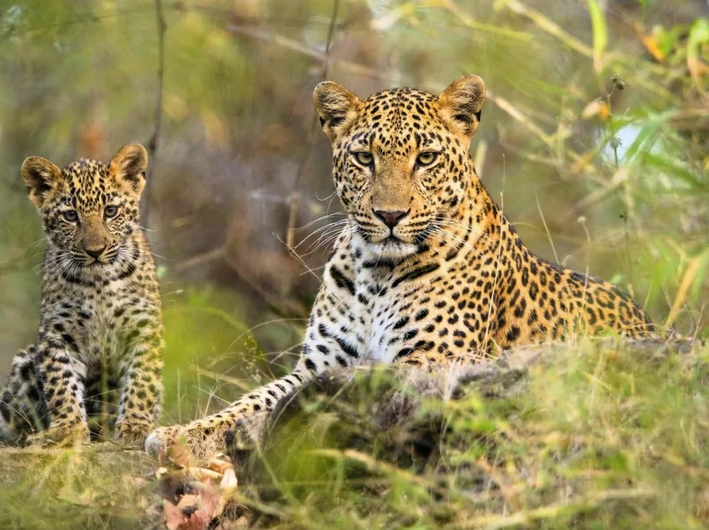 Leopard and cub at Phansad Wildlife Sanctuary